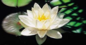 ともかく、それは起こった（進化と開花）