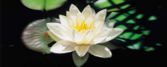 ともかく、それは起こった(進化と開花)