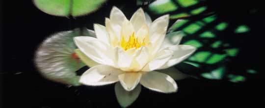 suiren