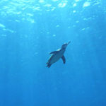 pengin