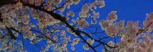 sakura