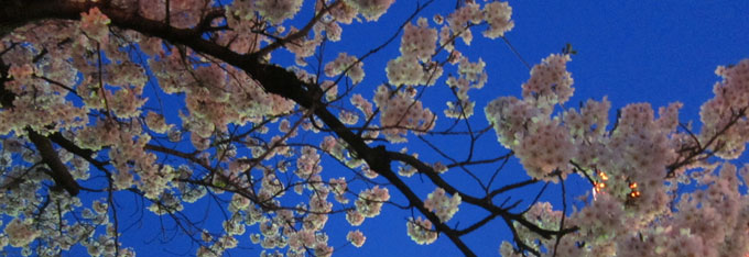 sakura