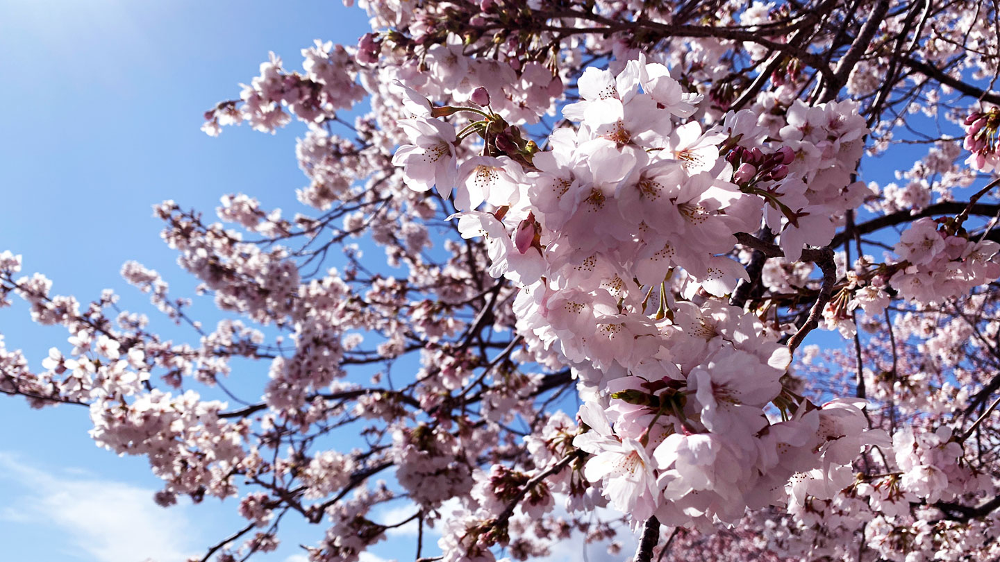内なる力：ピラミッドからフラットへ